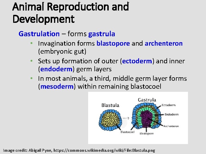 Animal Reproduction and Development Gastrulation – forms gastrula • Invagination forms blastopore and archenteron