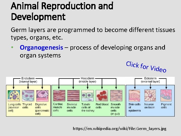Animal Reproduction and Development Germ layers are programmed to become different tissues types, organs,