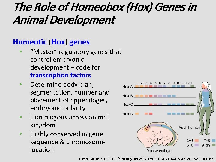 The Role of Homeobox (Hox) Genes in Animal Development Homeotic (Hox) genes • •