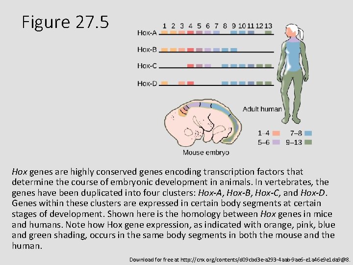 Figure 27. 5 Hox genes are highly conserved genes encoding transcription factors that determine