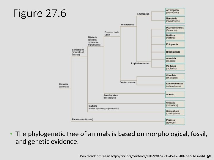 Figure 27. 6 • The phylogenetic tree of animals is based on morphological, fossil,