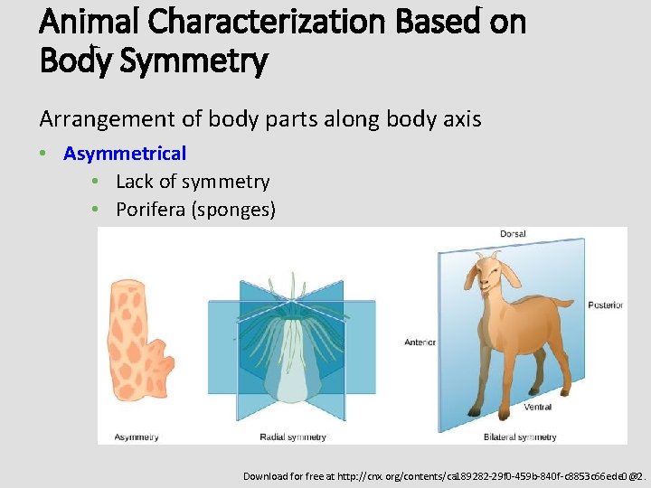 Animal Characterization Based on Body Symmetry Arrangement of body parts along body axis •