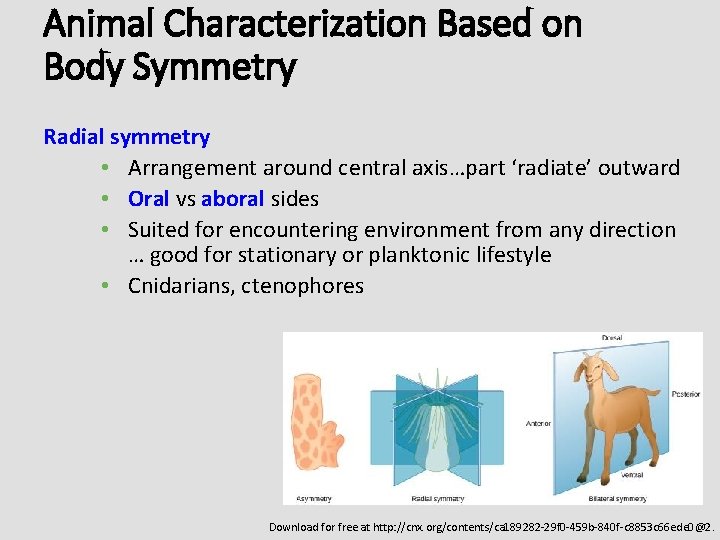 Animal Characterization Based on Body Symmetry Radial symmetry • Arrangement around central axis…part ‘radiate’
