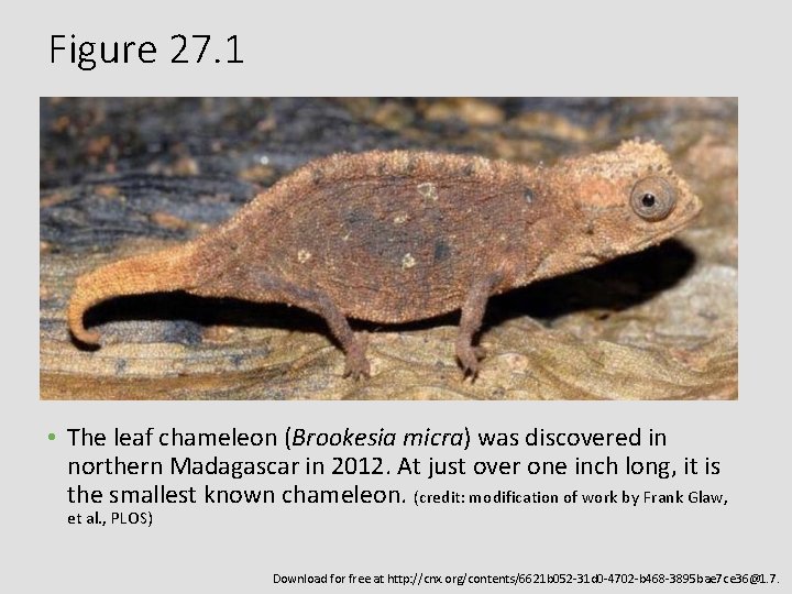 Figure 27. 1 • The leaf chameleon (Brookesia micra) was discovered in northern Madagascar