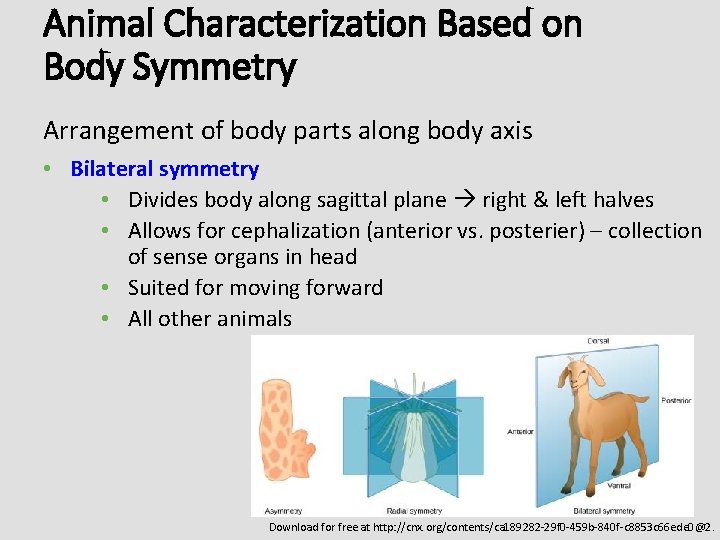 Animal Characterization Based on Body Symmetry Arrangement of body parts along body axis •