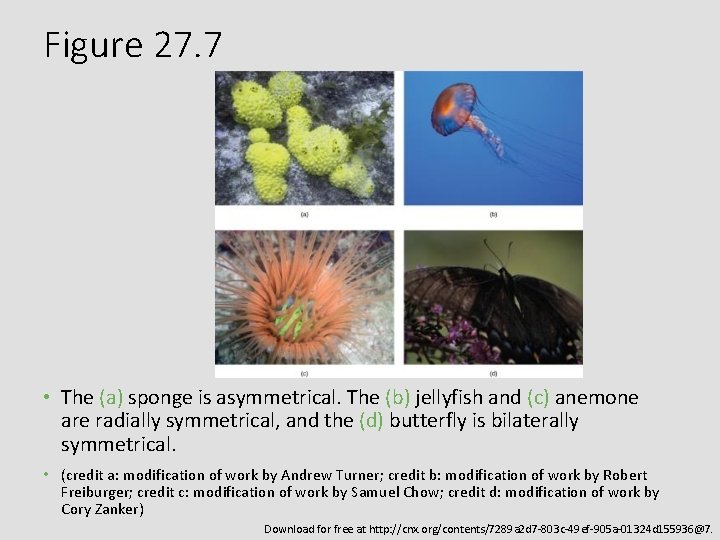 Figure 27. 7 • The (a) sponge is asymmetrical. The (b) jellyfish and (c)