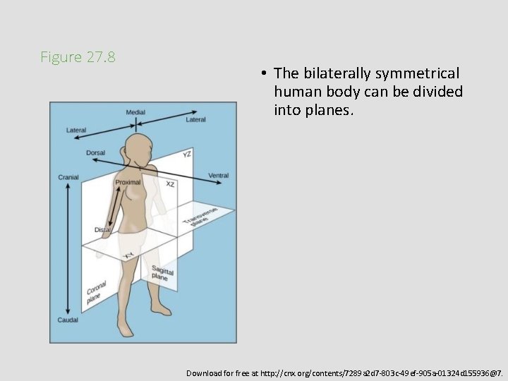 Figure 27. 8 • The bilaterally symmetrical human body can be divided into planes.