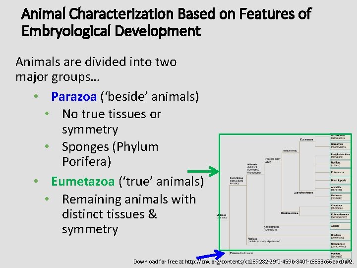 Animal Characterization Based on Features of Embryological Development Animals are divided into two major