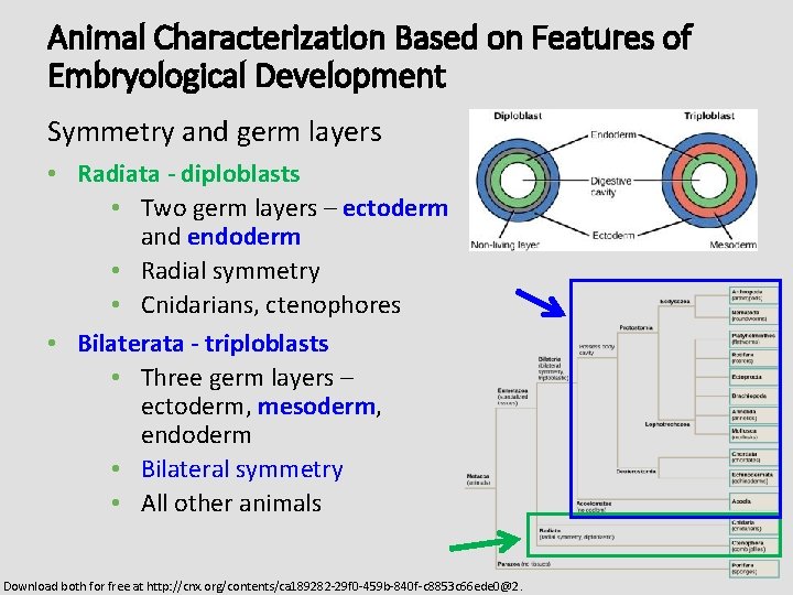 Animal Characterization Based on Features of Embryological Development Symmetry and germ layers • Radiata