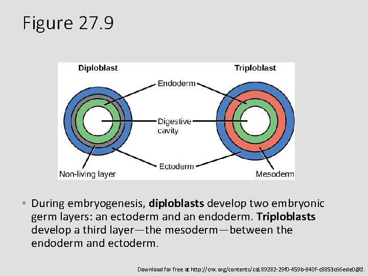 Figure 27. 9 • During embryogenesis, diploblasts develop two embryonic germ layers: an ectoderm