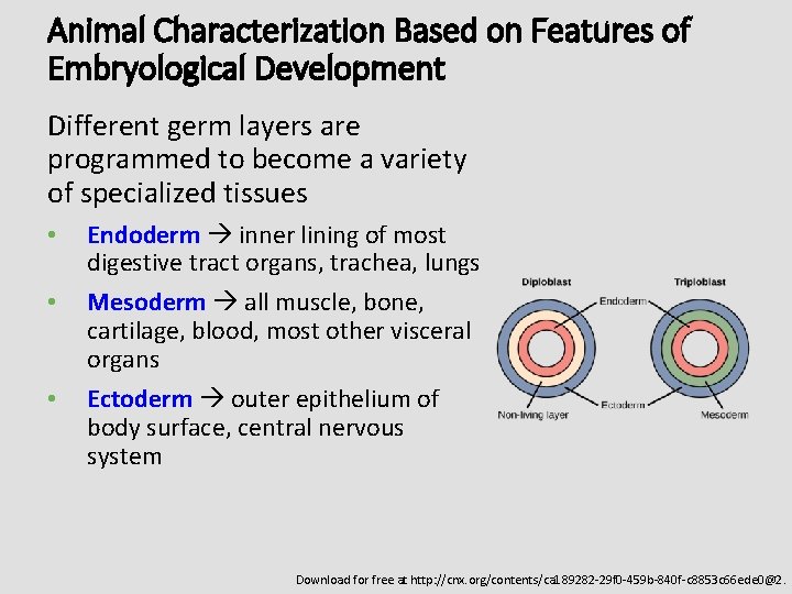 Animal Characterization Based on Features of Embryological Development Different germ layers are programmed to