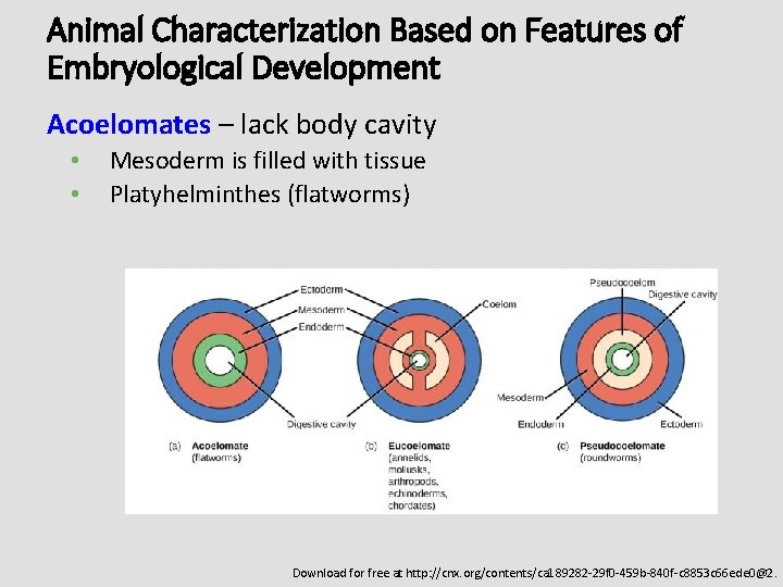 Animal Characterization Based on Features of Embryological Development Acoelomates – lack body cavity •