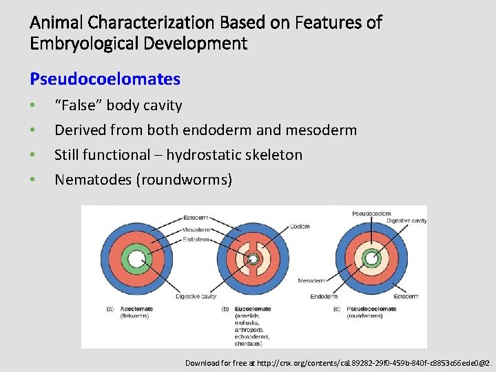 Animal Characterization Based on Features of Embryological Development Pseudocoelomates • • “False” body cavity