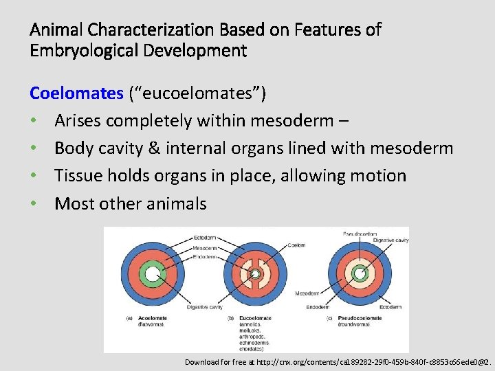Animal Characterization Based on Features of Embryological Development Coelomates (“eucoelomates”) • Arises completely within