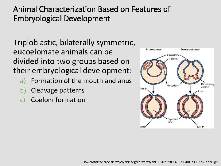 Animal Characterization Based on Features of Embryological Development Triploblastic, bilaterally symmetric, eucoelomate animals can