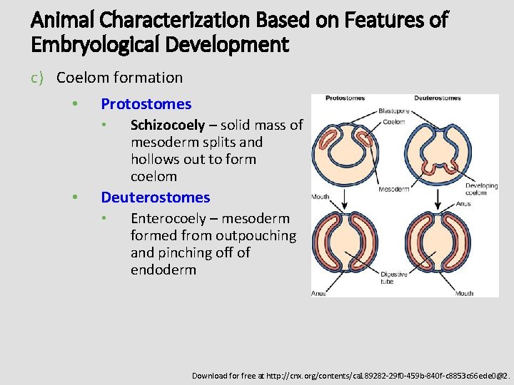 Animal Characterization Based on Features of Embryological Development c) Coelom formation • Protostomes •