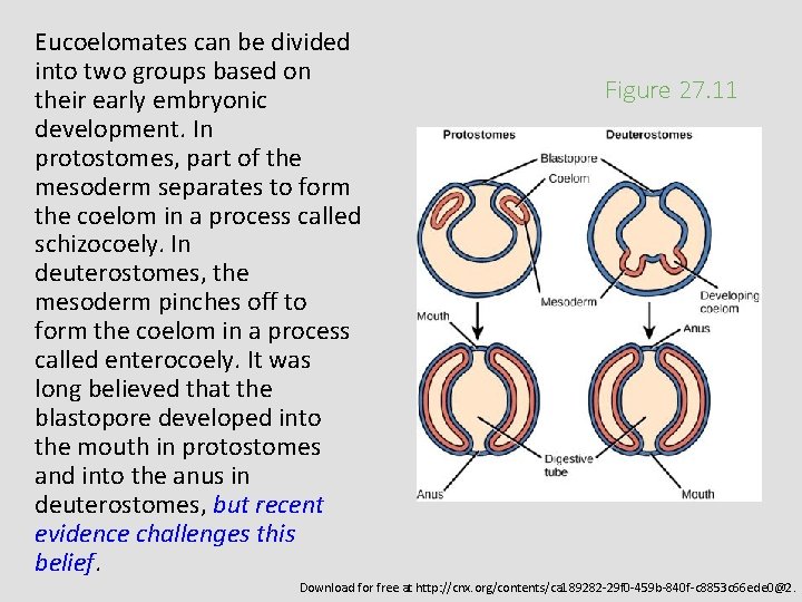 Eucoelomates can be divided into two groups based on their early embryonic development. In
