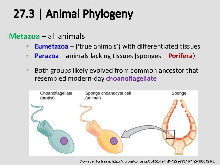 27. 3 | Animal Phylogeny Metazoa – all animals • Eumetazoa – (‘true animals’)