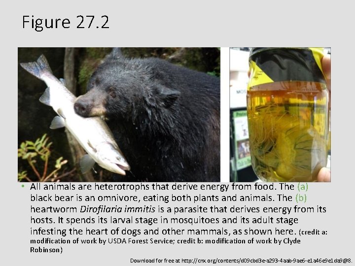 Chapter 27 INTRODUCTION TO ANIMAL DIVERSITY General Biology