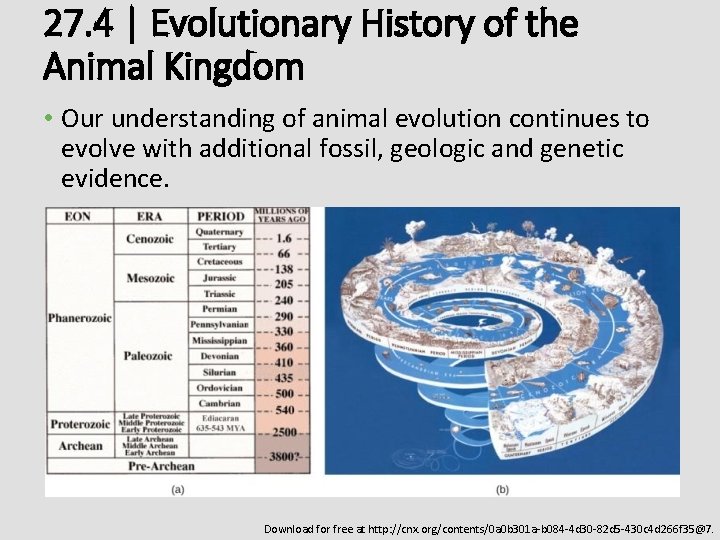 27. 4 | Evolutionary History of the Animal Kingdom • Our understanding of animal