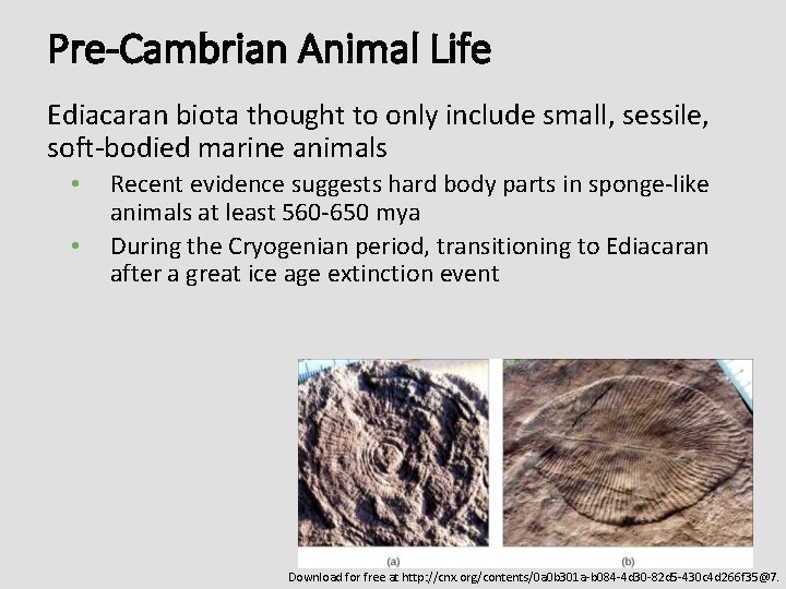 Pre-Cambrian Animal Life Ediacaran biota thought to only include small, sessile, soft-bodied marine animals