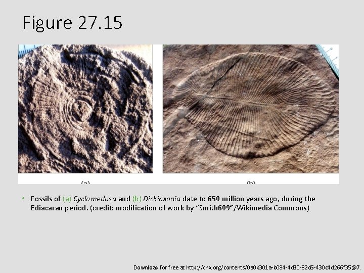 Figure 27. 15 • Fossils of (a) Cyclomedusa and (b) Dickinsonia date to 650