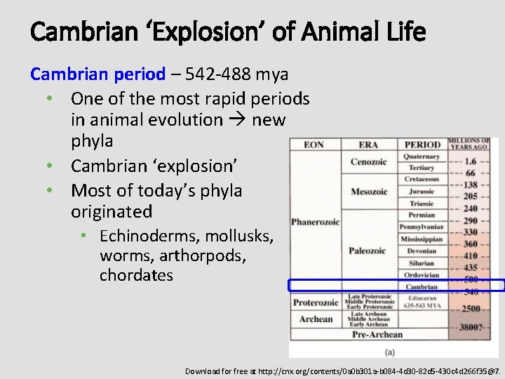 Cambrian ‘Explosion’ of Animal Life Cambrian period – 542 -488 mya • One of