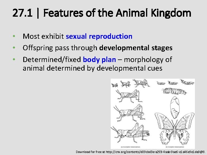 27. 1 | Features of the Animal Kingdom • Most exhibit sexual reproduction •
