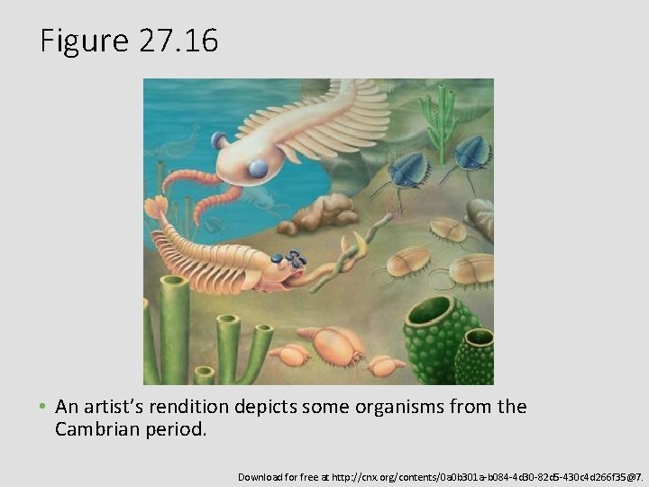 Figure 27. 16 • An artist’s rendition depicts some organisms from the Cambrian period.