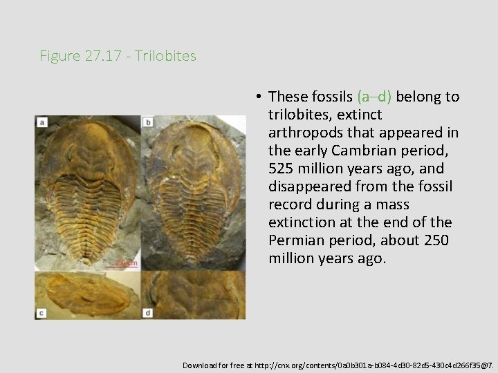 Figure 27. 17 - Trilobites • These fossils (a–d) belong to trilobites, extinct arthropods