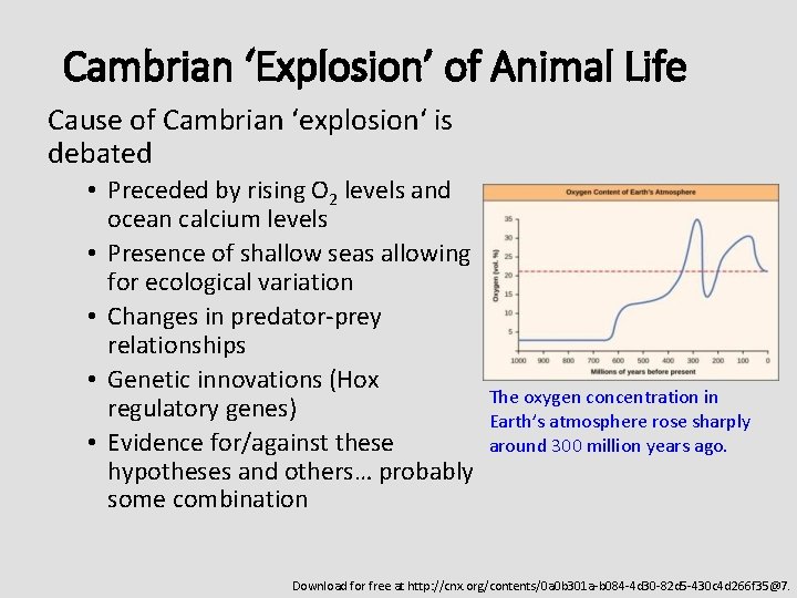 Cambrian ‘Explosion’ of Animal Life Cause of Cambrian ‘explosion‘ is debated • Preceded by