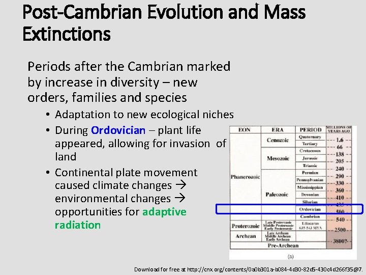 Post-Cambrian Evolution and Mass Extinctions Periods after the Cambrian marked by increase in diversity