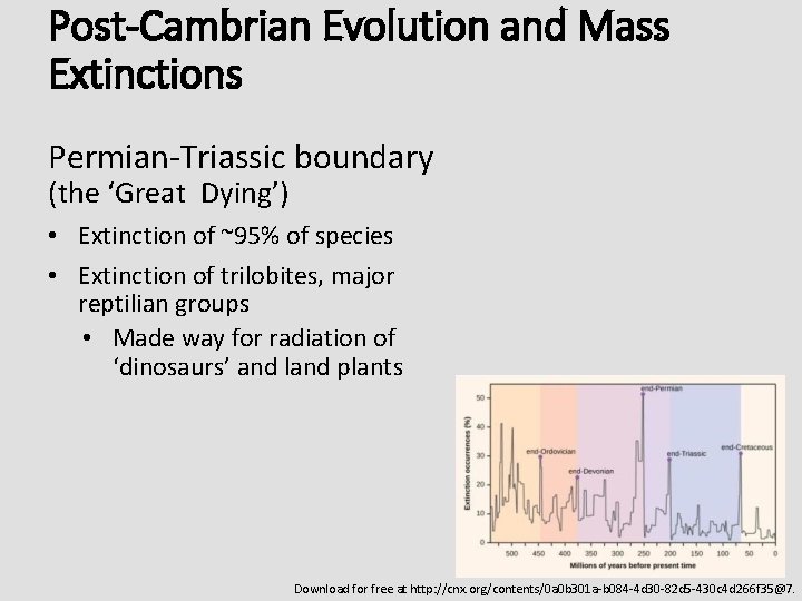 Post-Cambrian Evolution and Mass Extinctions Permian-Triassic boundary (the ‘Great Dying’) • Extinction of ~95%
