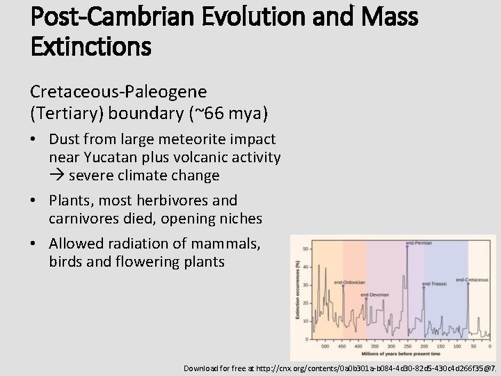Post-Cambrian Evolution and Mass Extinctions Cretaceous-Paleogene (Tertiary) boundary (~66 mya) • Dust from large