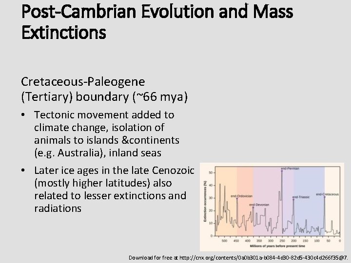 Post-Cambrian Evolution and Mass Extinctions Cretaceous-Paleogene (Tertiary) boundary (~66 mya) • Tectonic movement added