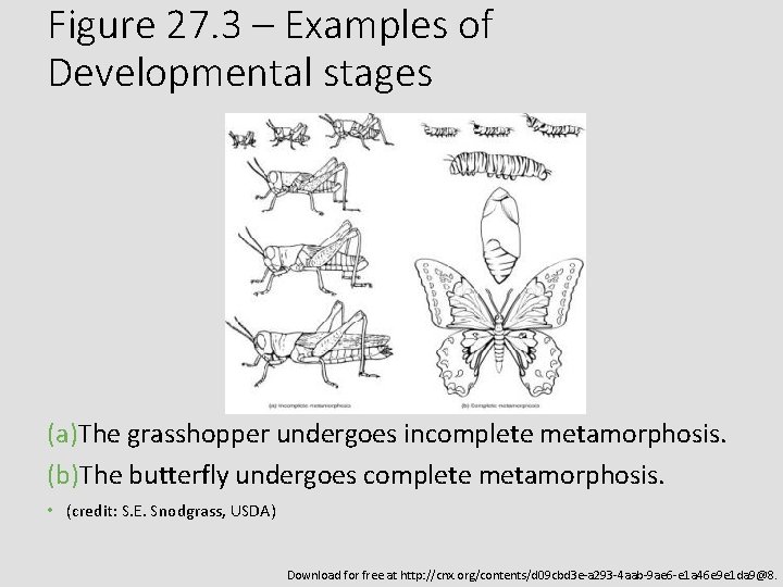 Figure 27. 3 – Examples of Developmental stages (a)The grasshopper undergoes incomplete metamorphosis. (b)The