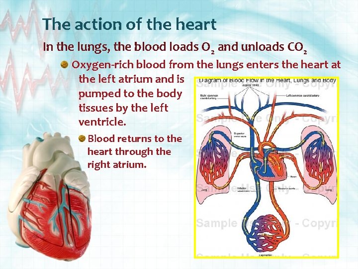 The action of the heart In the lungs, the blood loads O 2 and