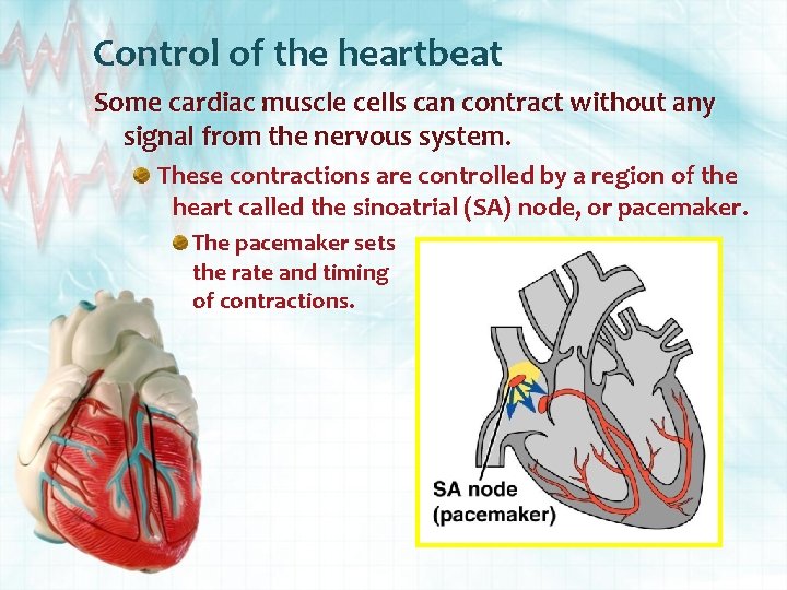 Control of the heartbeat Some cardiac muscle cells can contract without any signal from
