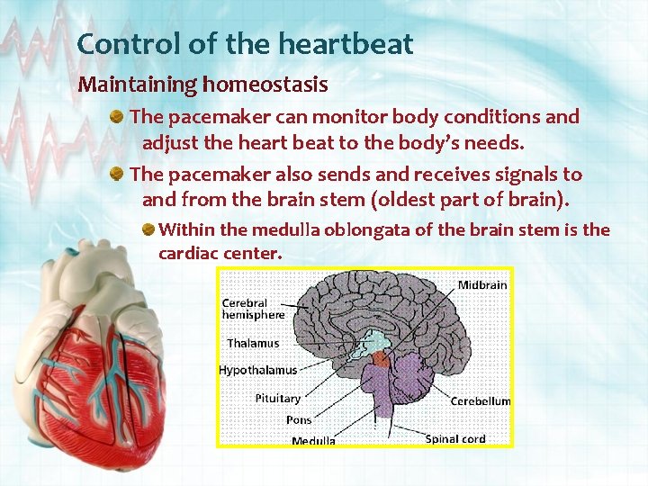 Control of the heartbeat Maintaining homeostasis The pacemaker can monitor body conditions and adjust