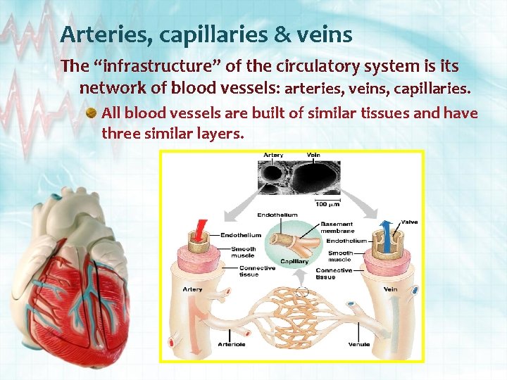 Arteries, capillaries & veins The “infrastructure” of the circulatory system is its network of