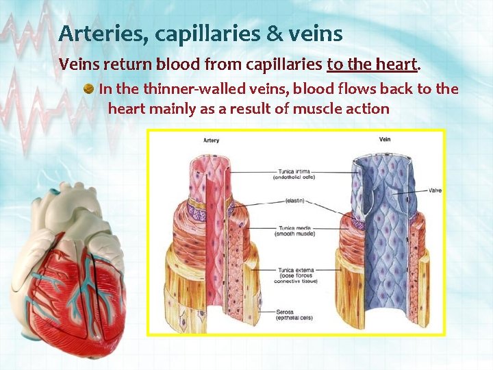 Arteries, capillaries & veins Veins return blood from capillaries to the heart. In the