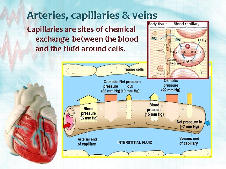 Arteries, capillaries & veins Capillaries are sites of chemical exchange between the blood and