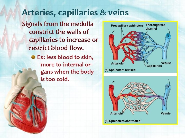 Arteries, capillaries & veins Signals from the medulla constrict the walls of capillaries to