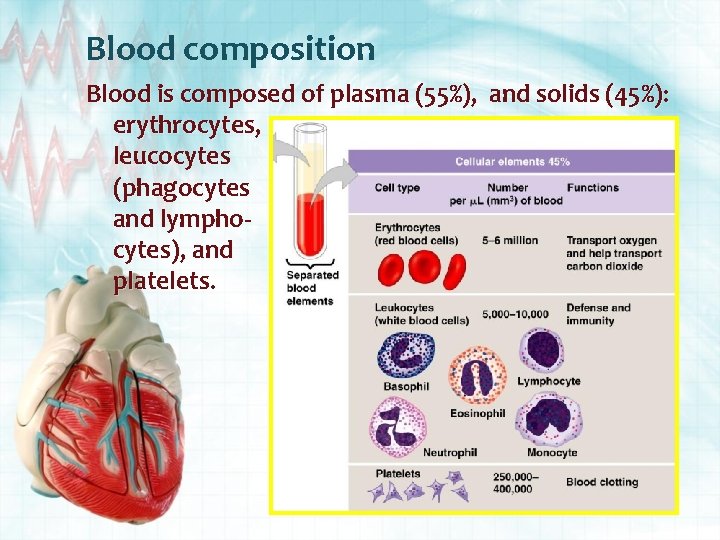 Blood composition Blood is composed of plasma (55%), and solids (45%): erythrocytes, leucocytes (phagocytes
