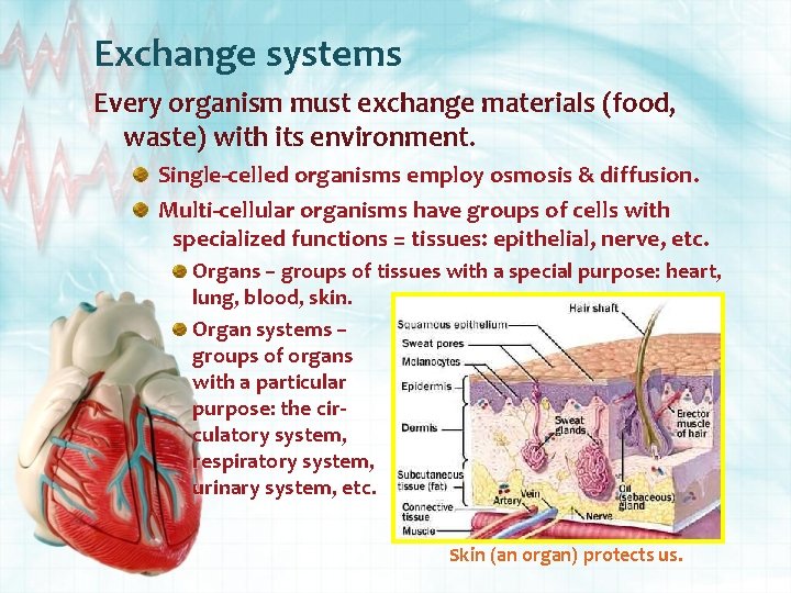 Exchange systems Every organism must exchange materials (food, waste) with its environment. Single-celled organisms