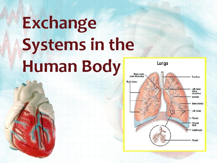 Exchange Systems in the Human Body 