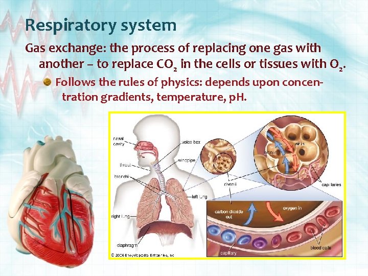 Respiratory system Gas exchange: the process of replacing one gas with another – to