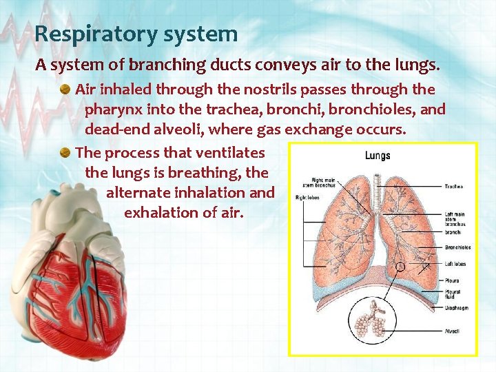 Respiratory system A system of branching ducts conveys air to the lungs. Air inhaled