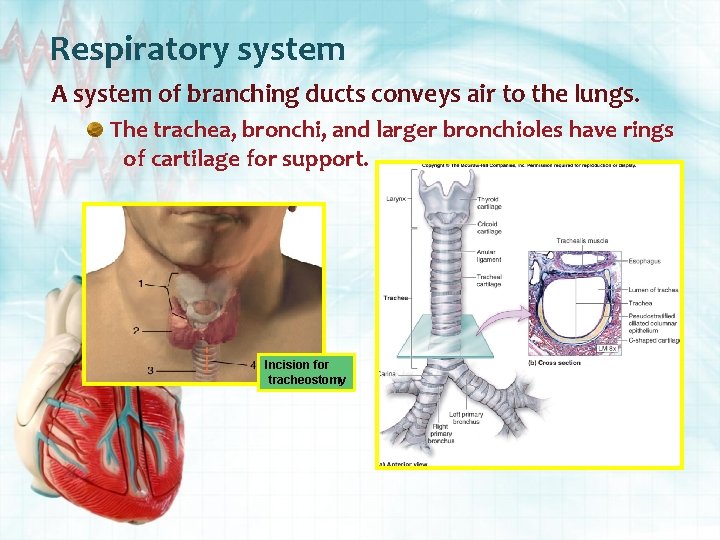 Respiratory system A system of branching ducts conveys air to the lungs. The trachea,