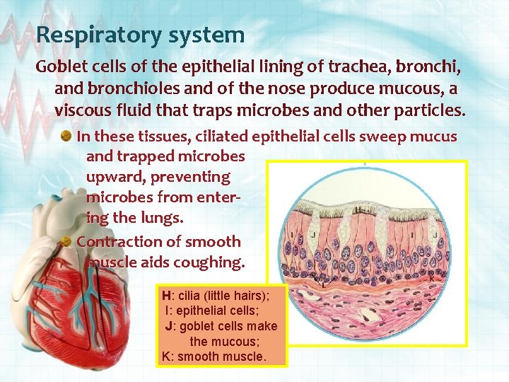 Respiratory system Goblet cells of the epithelial lining of trachea, bronchi, and bronchioles and